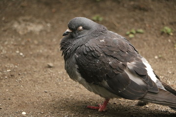都会の鳩