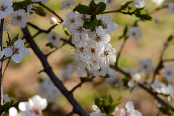 Spring background. White flowers on tree branches in spring. Blurred floral background. Close-up, horizontal, cropped shot. Concept of the seasons.