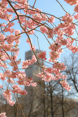 Hanami, rosa Kirschblüten vor blauem Himmel