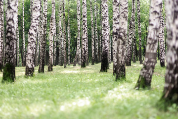 Fototapeta premium birch forest in summer