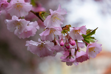 Cherry blossoms in the Prague city garden