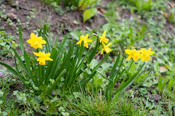 Fototapeta premium Blooming daffodils, selective focus
