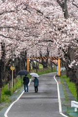 Obraz premium 桜道