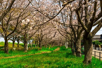 大野川右岸緑地の桜