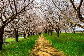 大野川右岸緑地の桜