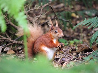 Naklejka na ściany i meble red squirrel with nut