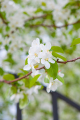 Blossoming tree in spring on a clear cloudless day