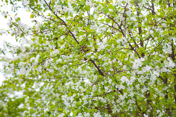 Fototapeta premium Blossoming tree in spring on a clear cloudless day