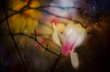 Magnolia flowers. Fairytale magic photo. fantastic image with sparkling bokeh