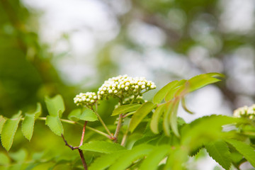 The flower in spring day. The garden, rowan and sunny
