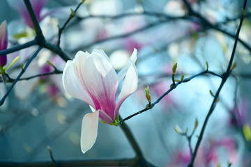 Pink delicate magnolia flowers close-up on a natural garden background. Floral natural spring seasonal background.