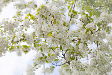 Blossoming tree in spring on a clear cloudless day