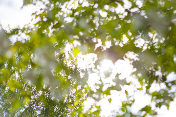 Blossoming tree in spring on a clear cloudless day