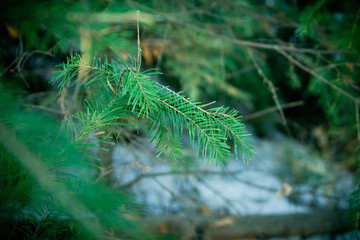 Green spruce branch, forest thicket, spruce forest in winter, coniferous freshness