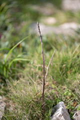 Asparagus officinalis growing in the wild