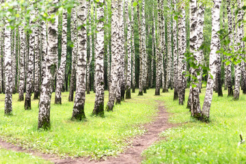 

birch forest in summer