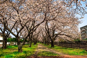 平和市民公園の桜