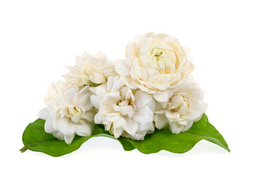 Jasmine flowers isolated on white background.