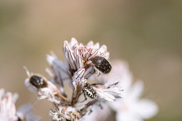 Big Black bugs pollinating Aspholelus flowers