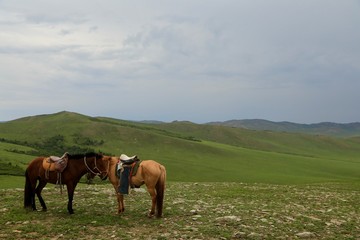 Fototapeta na wymiar モンゴル　遊牧