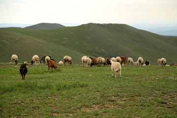 モンゴル　放牧