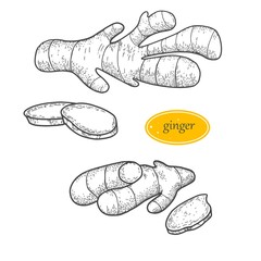 Ginger hand drawn vector illustration.Detailed engraving style sketch.Kitchen herbal spice and food ingredient. Botanical vector illustration for posters or banner design. 