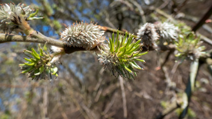 Weidenkätzchen im Frühjahr
