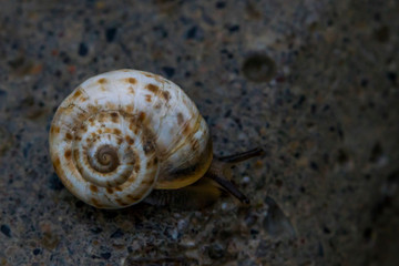 Snail macro photo. Snail in its natural habitat. Snails in the grass. Snail on the pavement. Snails in an urban environment. Snails in motion.