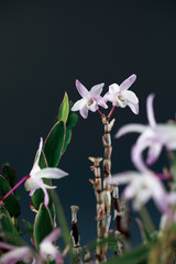 덴드로비움(Dendrobium) 속 난초인 석곡(石斛)의 꽃모습