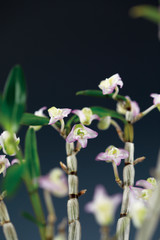 덴드로비움(Dendrobium) 속 난초인 석곡(石斛)의 꽃모습