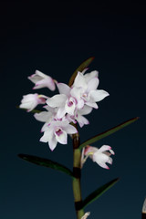 덴드로비움(Dendrobium) 속 난초인 석곡(石斛)의 꽃모습