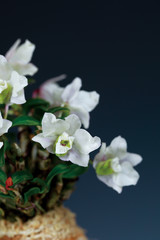 덴드로비움(Dendrobium) 속 난초인 석곡(石斛)의 꽃모습