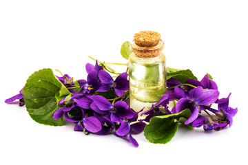 Viola odorata oil (Sweet Violet, English Violet, Common Violet, or Garden Violet) with fresh Viola...