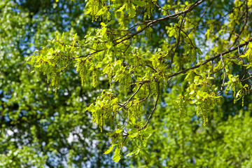 Blooming English oak