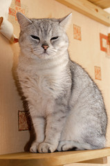 Scottish straight cat with ears down sitting on a wooden shelf. torn spoiled wallpaper and happy. Funny animals