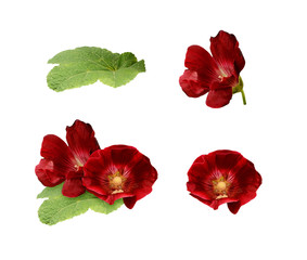 Set of mallow flowers and leaf