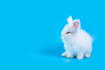 A white rabbit on a light blue background