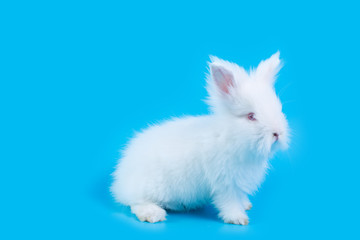 A white rabbit on a light blue background