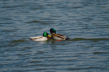 Chorzow Śląskie Poland. Male mallard duck. Fight of birds, mating season.
