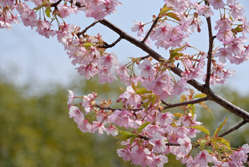 Kawazu Cherry blossoms and young leaves