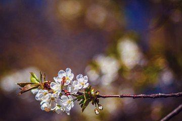 Spring Cherry blossoms, white flowers. Blooming flower on the cherry tree. Close-up.