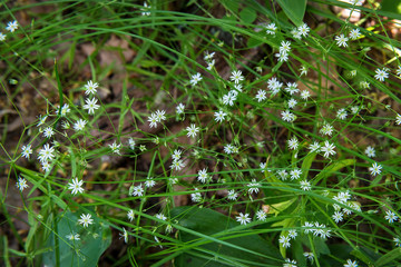 Small wild beautiful white flowers. Spring flowers-Stellaria holostea. Selective focus