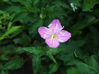 ユウゲショウ　接写