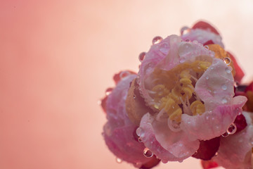 Fototapeta premium cherry blossom on color background
