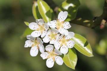 Somptueux Mélange de Printemps  