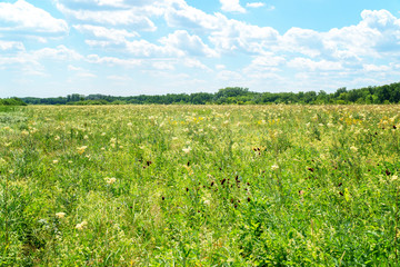 Summer meadow with white flowers. White meadow flower yarrow. In the distance see the forest. Cloudy sky