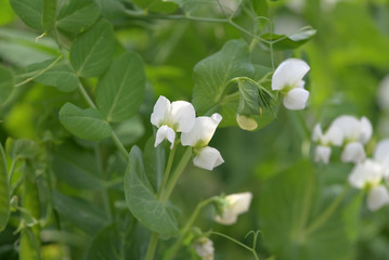 White flowers of Pea plant
