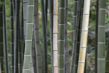 Fototapeta premium Bamboo forest background, moso bamboo