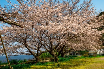 Obraz premium 両郡橋の桜