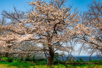 Obraz premium 両郡橋の桜